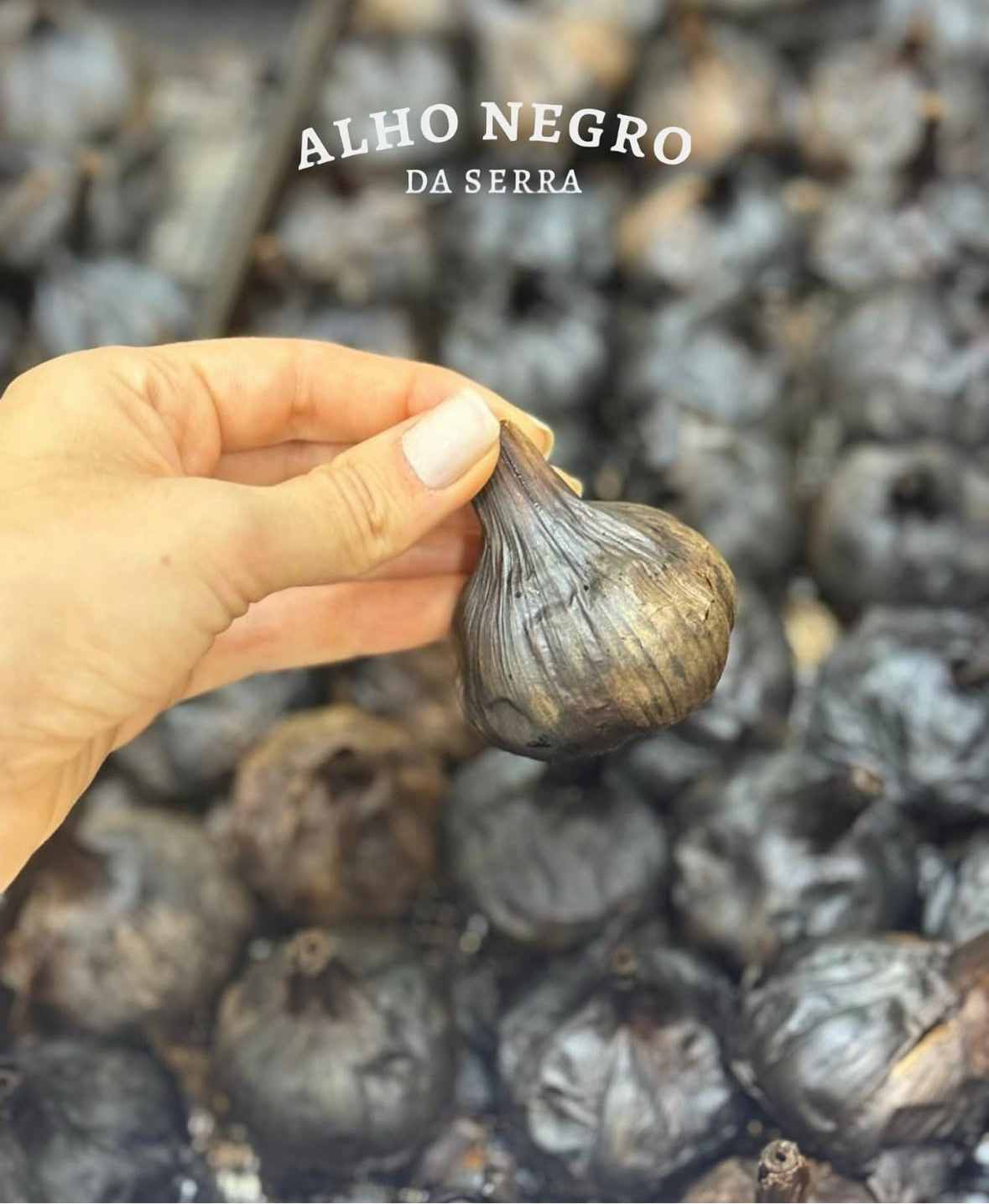 Alho negro